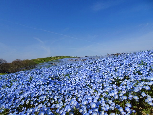 ひたち海浜公園