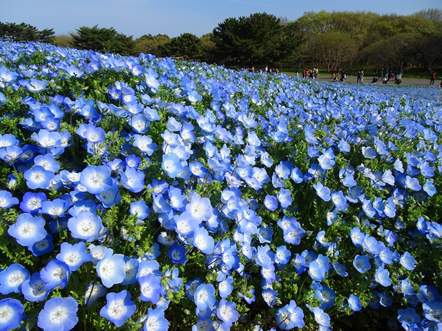 ひたち海浜公園