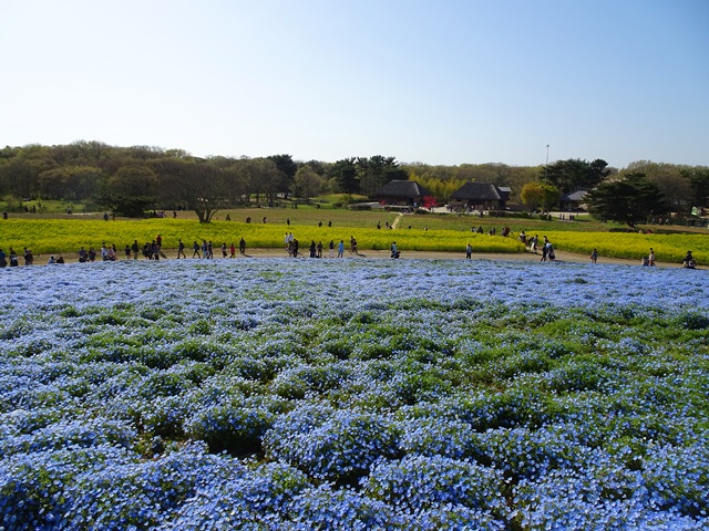 ひたち海浜公園