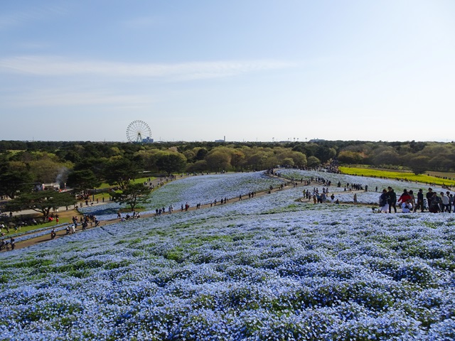 ひたち海浜公園