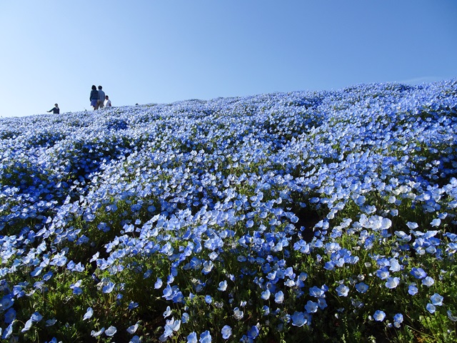 ひたち海浜公園
