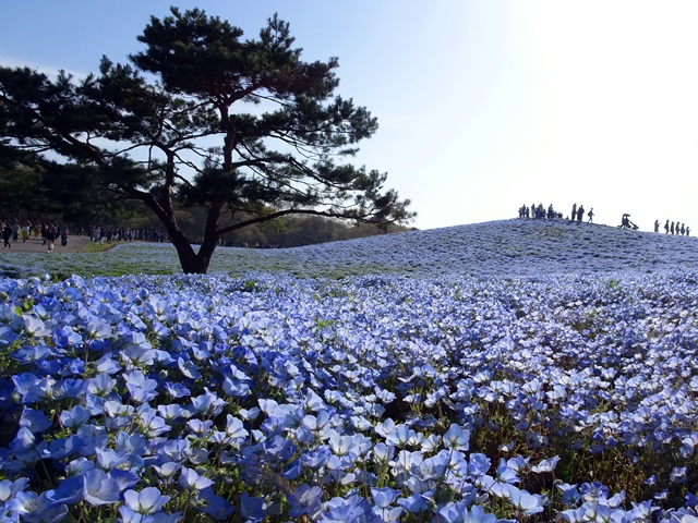 ひたち海浜公園