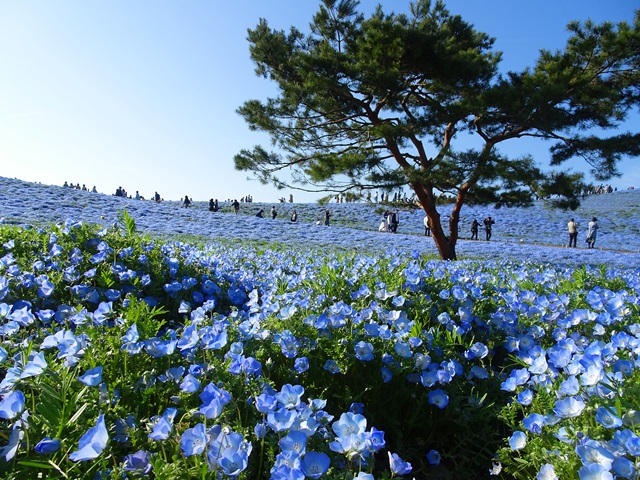 ひたち海浜公園