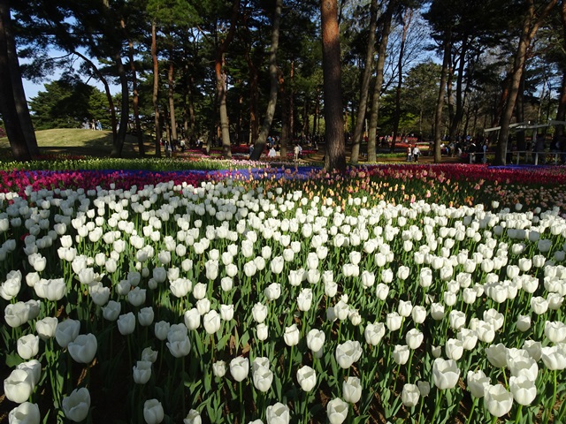 ひたち海浜公園
