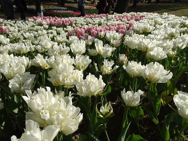 ひたち海浜公園