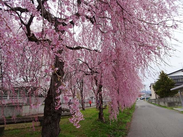 日中線記念しだれ桜