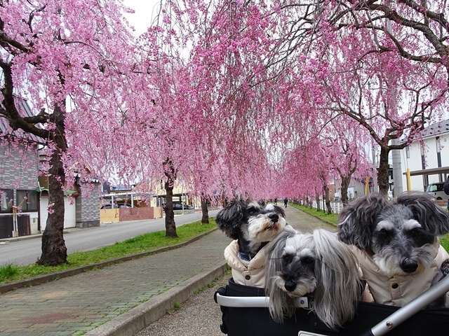 日中線記念しだれ桜