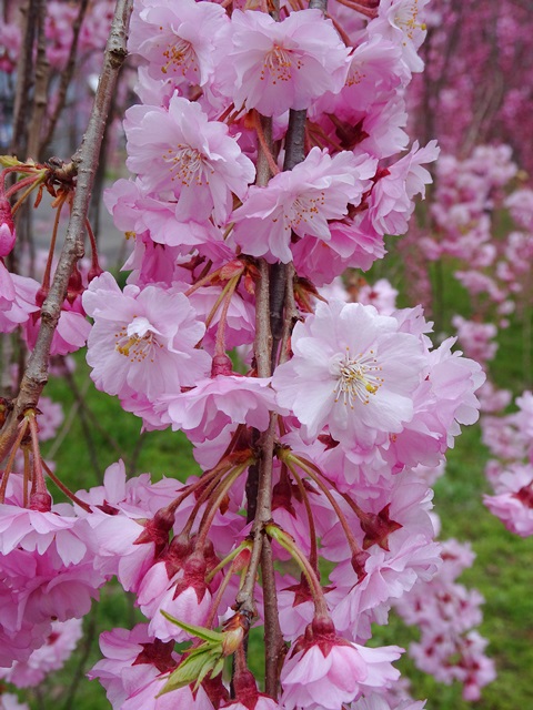 日中線記念しだれ桜